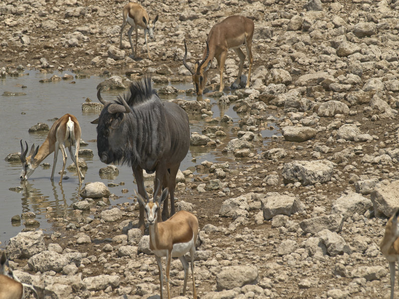 Okaukuejo, Springbok, Gnu
